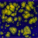 
  EMAIL FAIENCE MAYCO JUNGLE GEMS - STARRY NIGHT - 473 ml - Emaux liquides faïence MAYCO JUNGLE GEMS™ CRYSTAL GLAZE 1000°C - 1040°C - Cigale et Fourmi