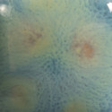 
  EMAIL FAIENCE MAYCO JUNGLE GEMS - BLUE AZURE - 473 ml - Emaux liquides faïence MAYCO JUNGLE GEMS™ CRYSTAL GLAZE 1000°C - 1040°C - Cigale et Fourmi